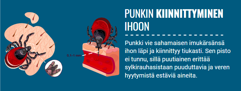 Punkin kiinnittyminen ihoon