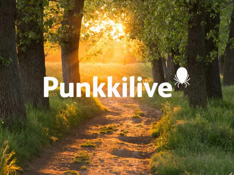 Punkkilive. Tie ja aurinkoinen maisema.